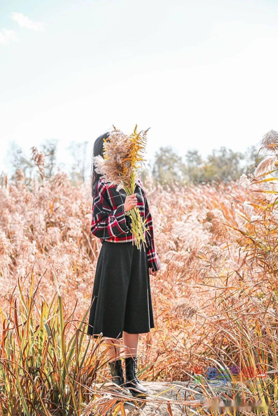 芦苇荡|芦花摇，景色醉，烟台这些芦苇荡美得太过分了！