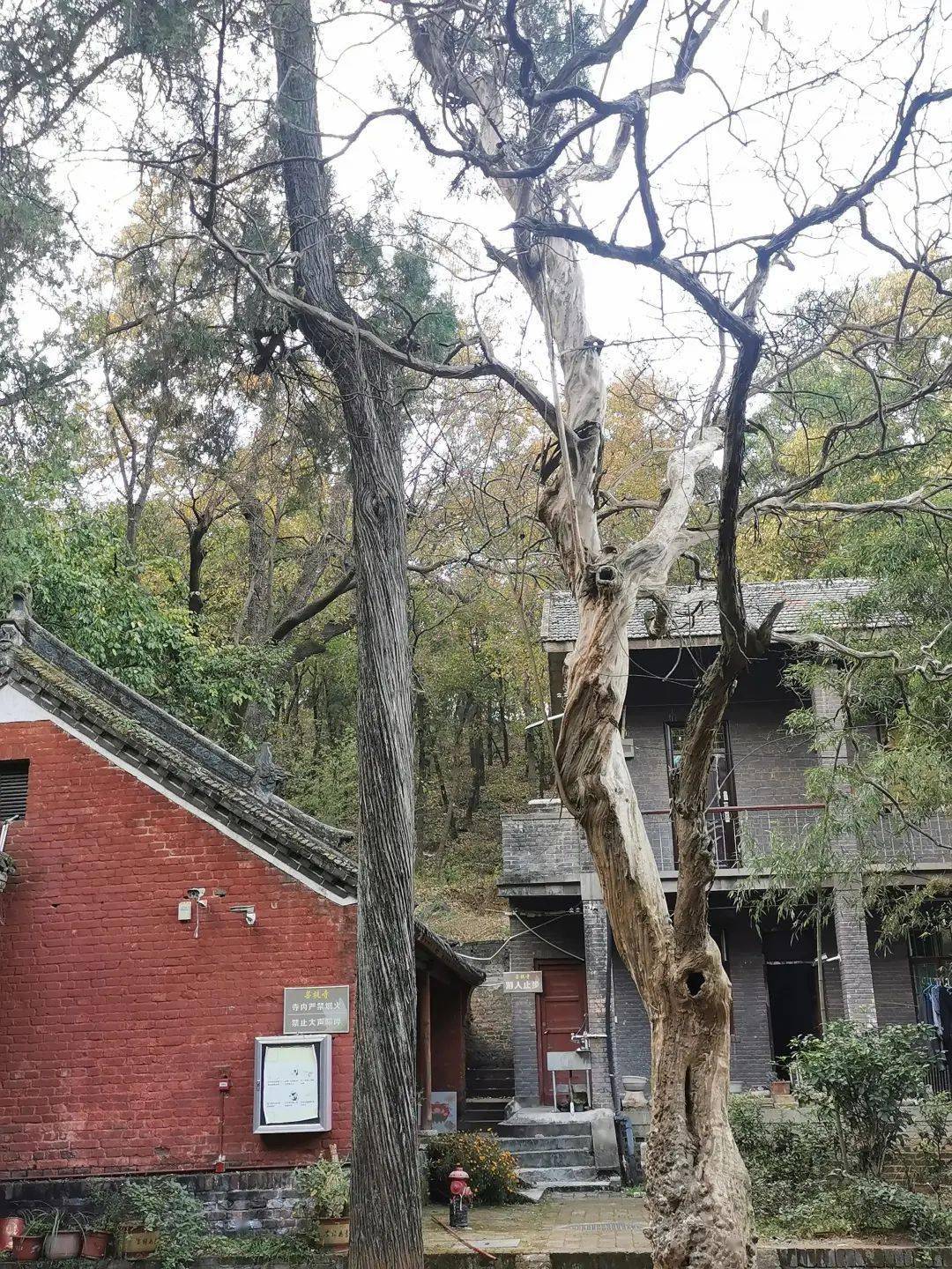 千年古刹秋游镇平菩提寺
