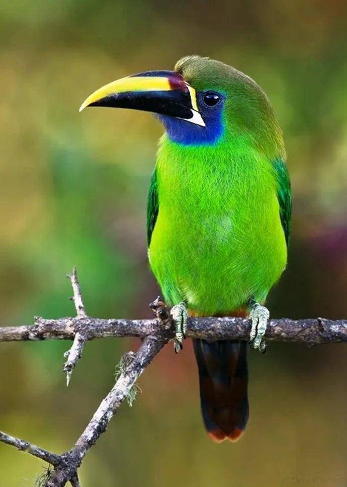世界上最漂亮的鸟排名图片