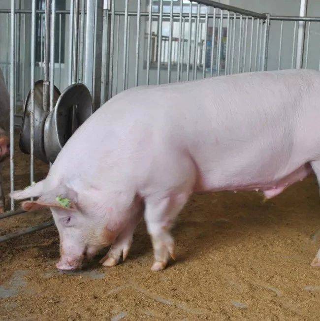 Nutrition of breeding stock 种猪的营养需要(一) 种猪的发育_母猪