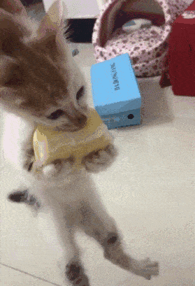 "养了猫之后,吃饭成了我最困难的问题.