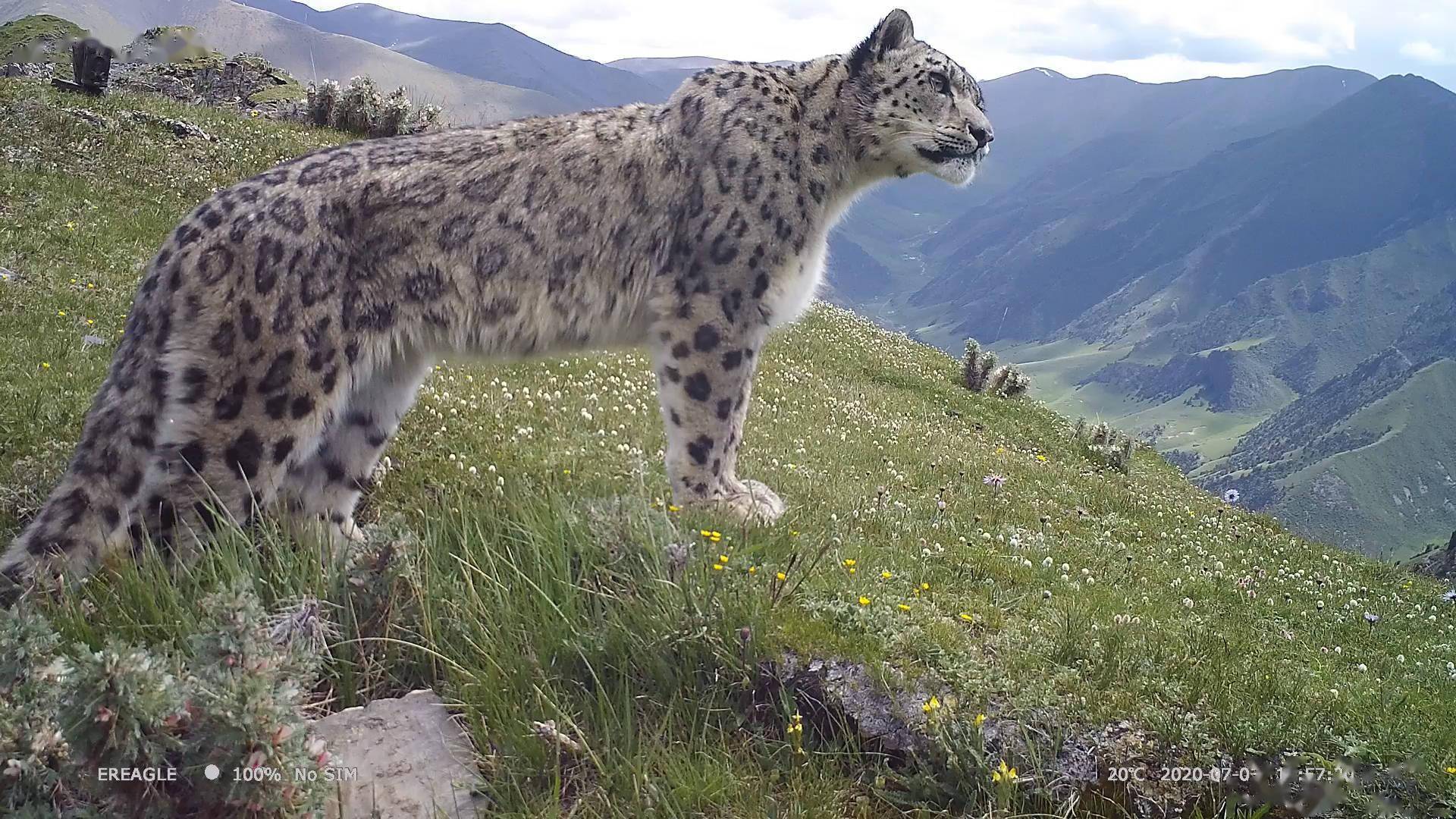 摄)(配本社同题文字稿)这是在祁连山国家公园青海片区拍摄的雪豹(资料