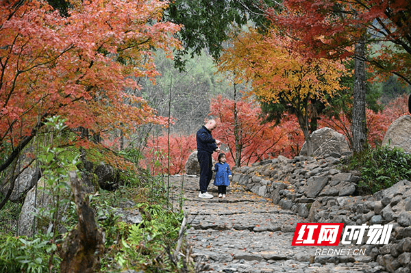 开发|湖南蓝山：峡谷红枫醉游人