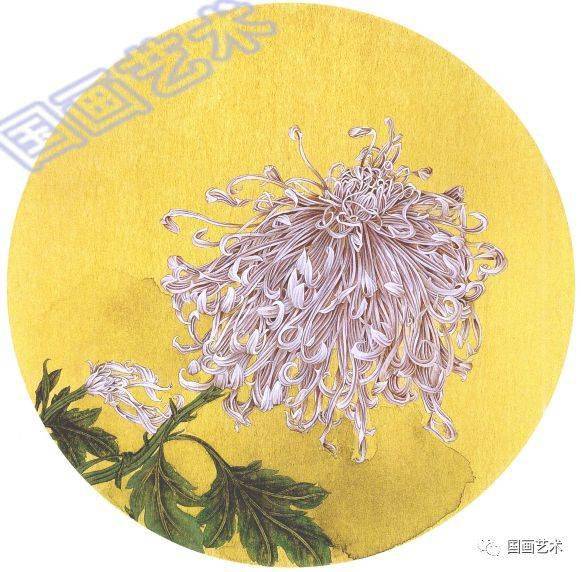工笔菊花画法步骤示范