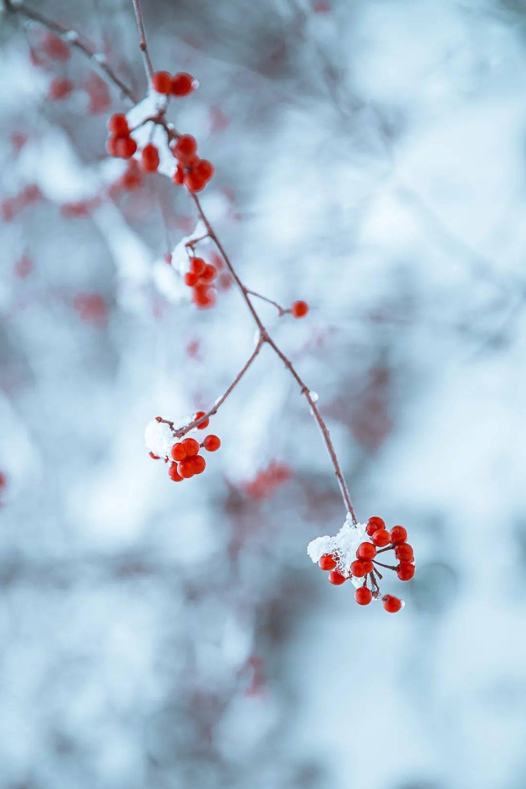 節氣| 今日小雪,記得添衣