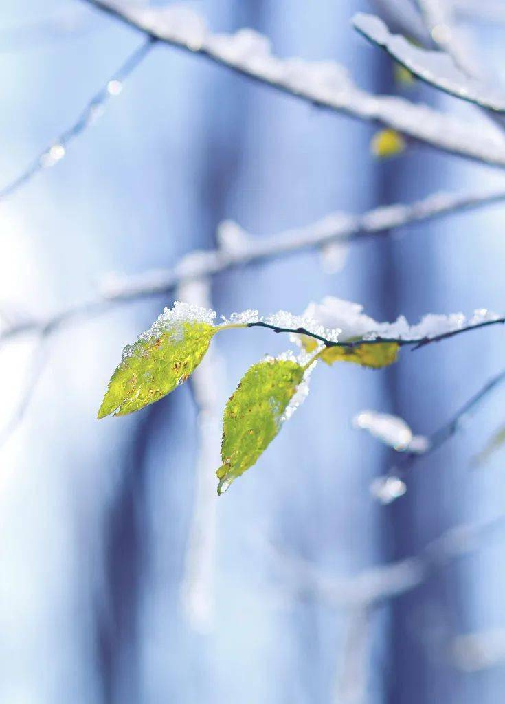 功效|今日小雪，天愈冷，寒更甚！健康过冬要注意这些