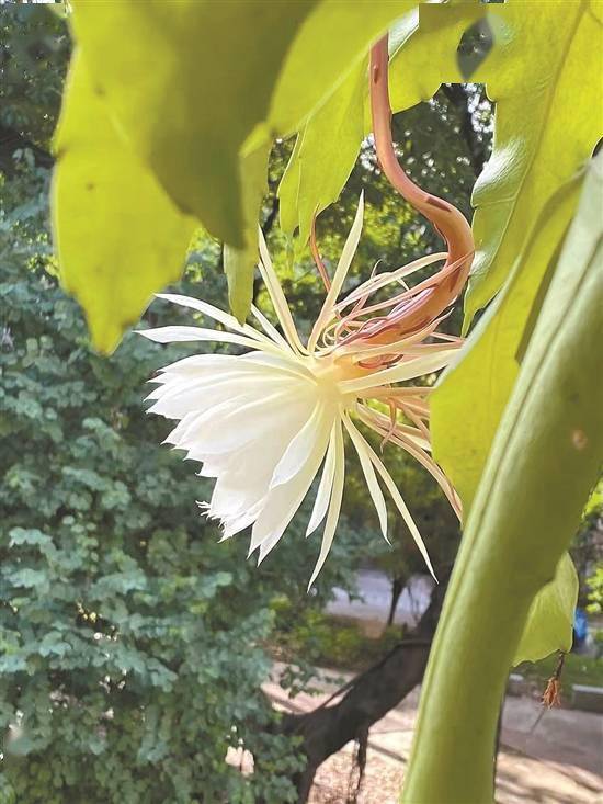 广州|昙花遇寒抢开花