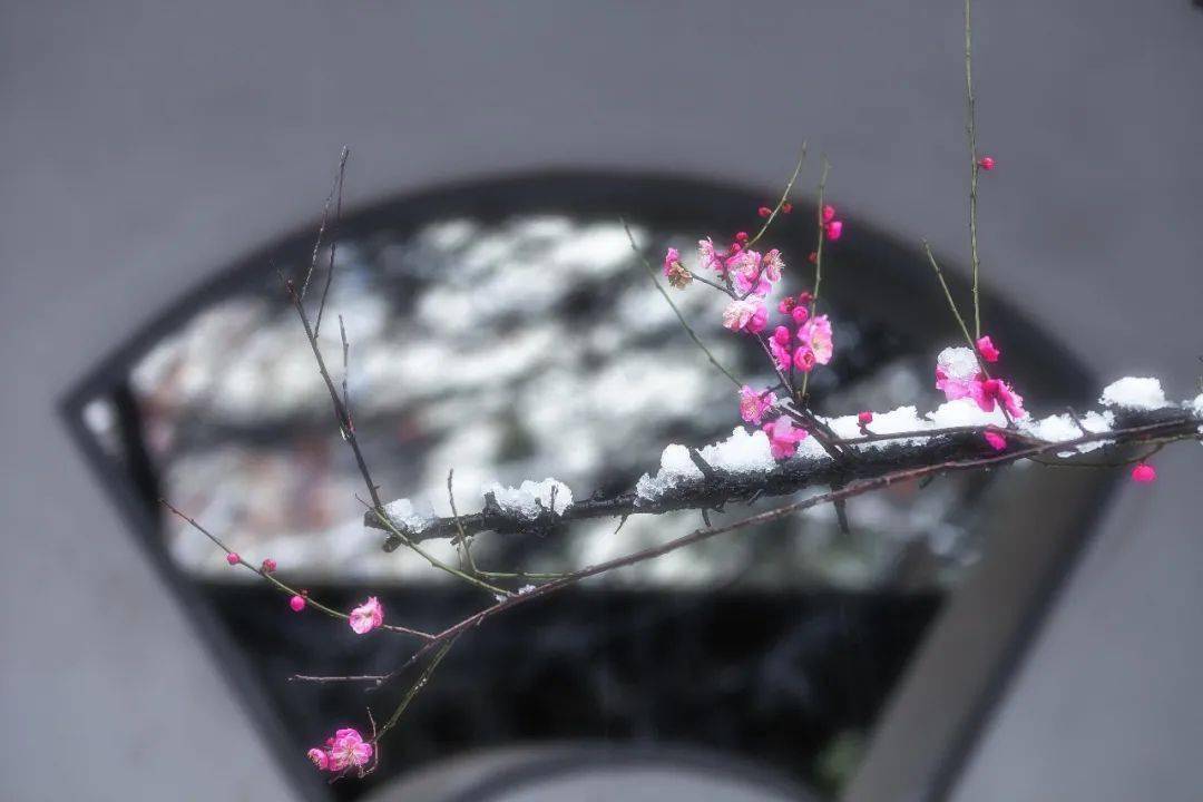 冷空气|小雪：花雪随风不厌看，又是一年小雪时