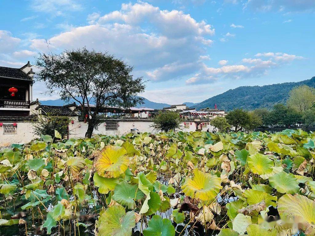 边走边画:"金桂飘香,游画皖南"——吴冬_五陵村