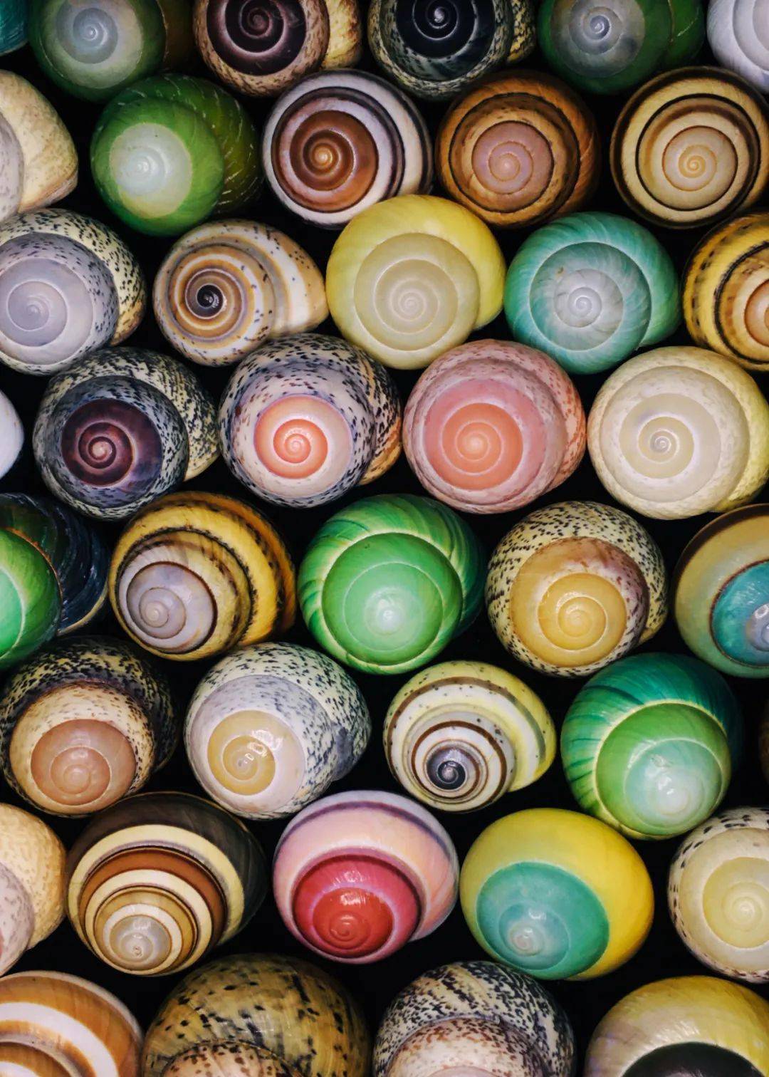 85后小伙痴迷贝壳拍的贝壳90你没见过曝光后令无数人疯狂世界美学巅峰