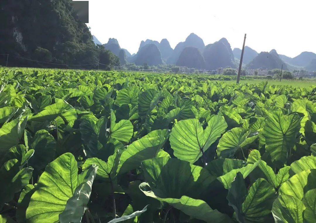 产地食材▎新鲜上市的贡品级荔浦芋头粉糯百搭蒸煮炒炸皆成美味