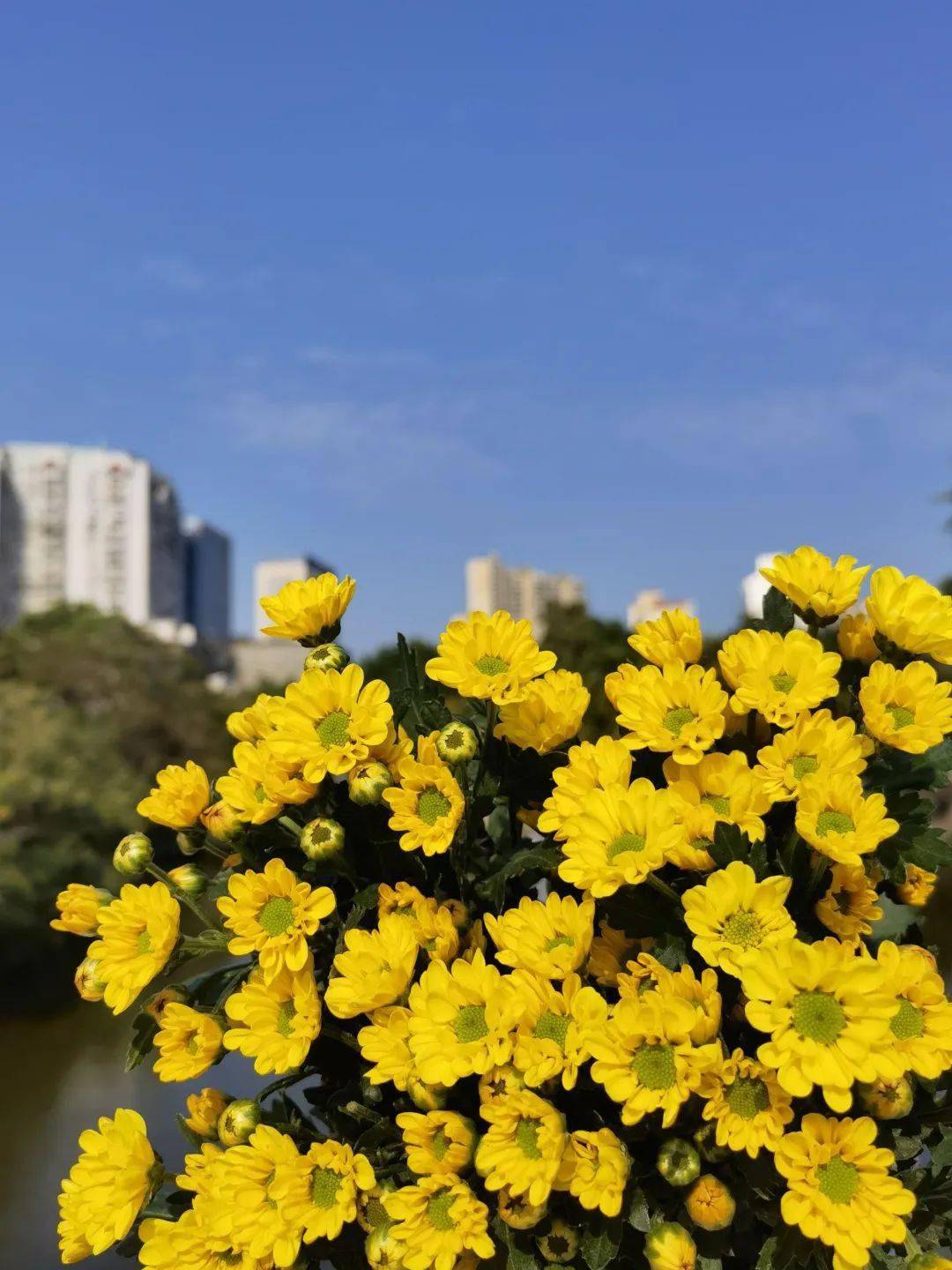 陈忠实|夜读｜种菊