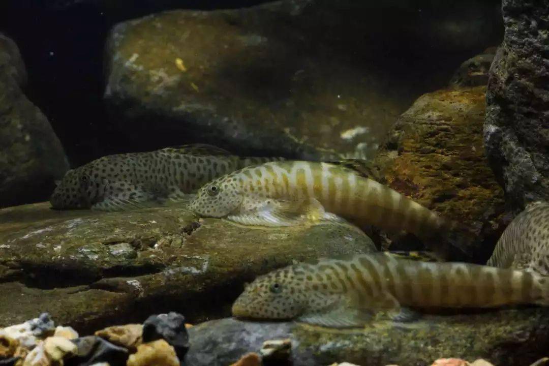 [开缸建造] 教你如何打造一个足够野的吸鳅缸_石头