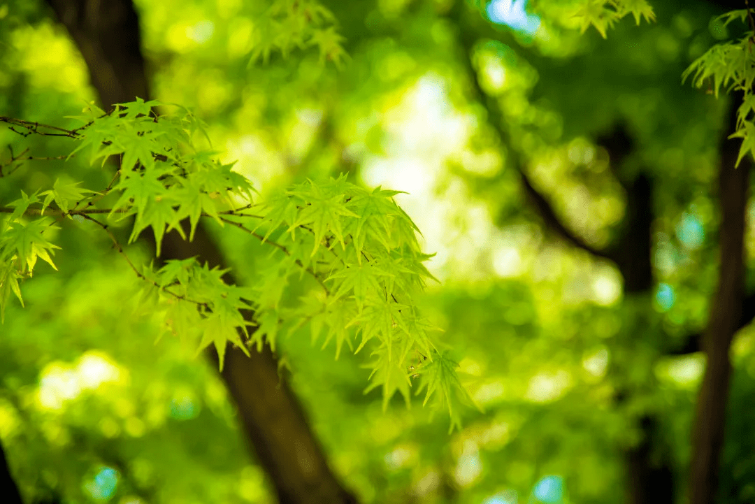 千年松树壁纸图片