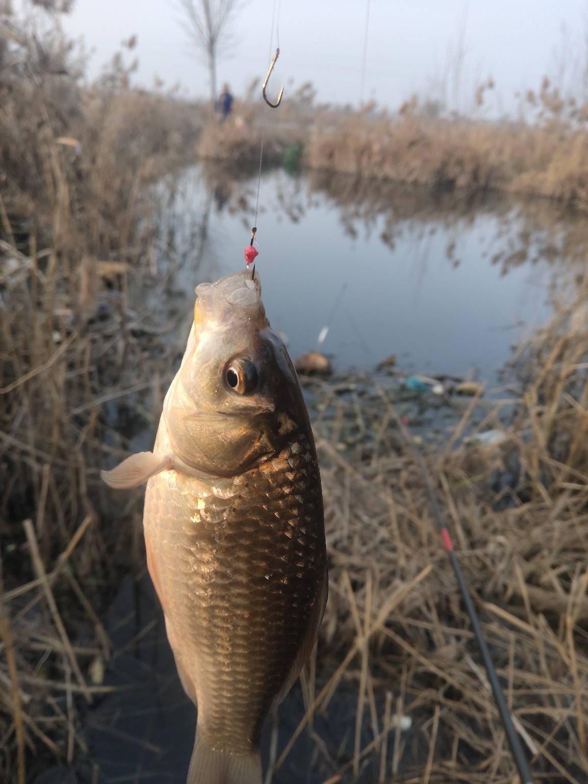 芦苇荡野钓小连杆,大板鲫连连来报道