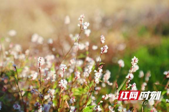 益阳|去追一场花事 与益阳的秋天好好告别