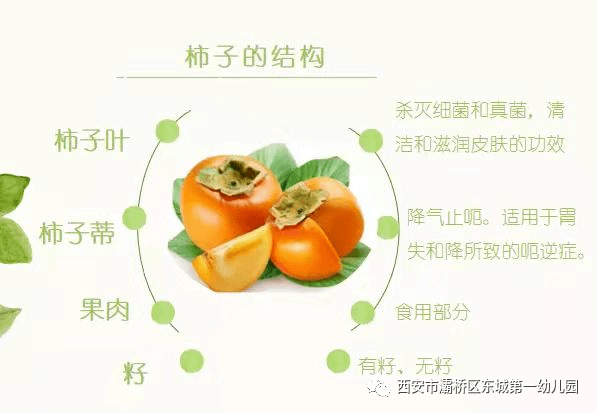 柿子结构图图片