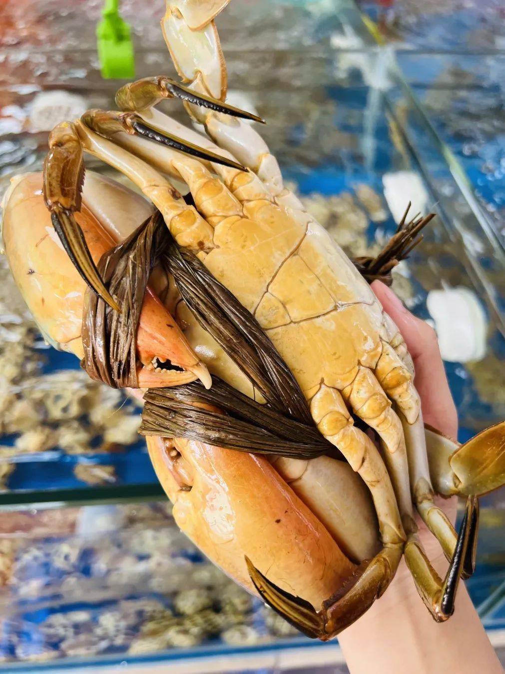 电白又一家海鲜渔村来了100款生猛海鲜特色电白美食吃到爽