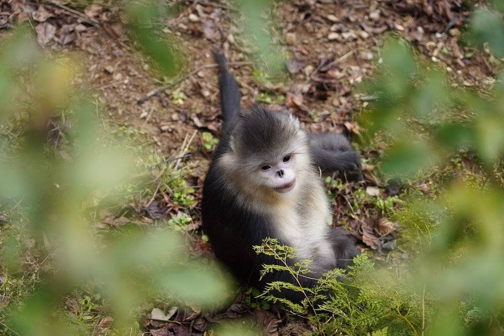 滇金丝猴是少数有笑肌会微笑的动物