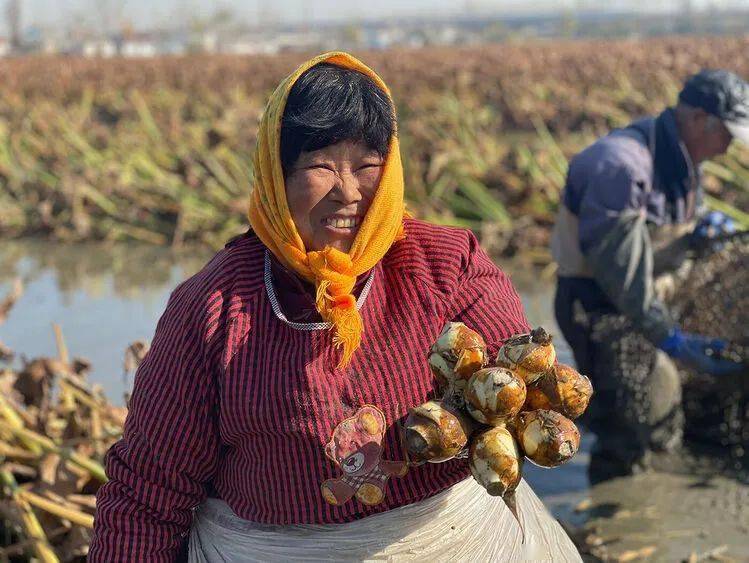 仲尼马棚大茨菇丰收啦