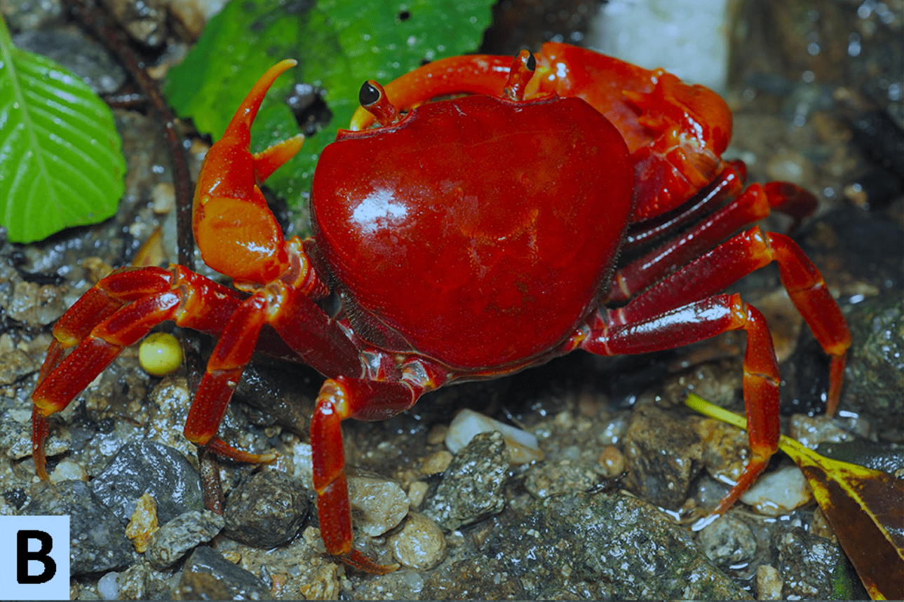 它叫"深圳巨腹蟹",90后夫妇国际期刊发文命名新发现物种