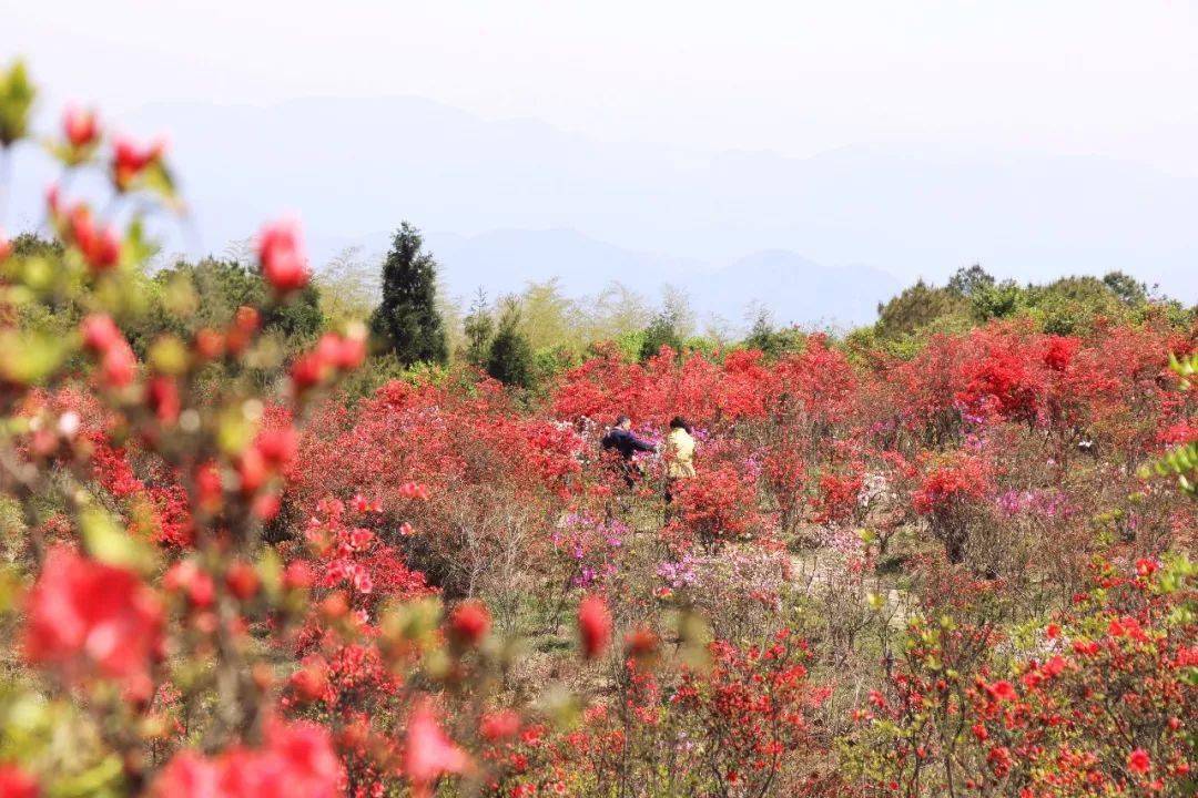 梧桐镇鱼鳞坝 这里还是个四季花城 一月漫山梅花开 二月李花缀满枝