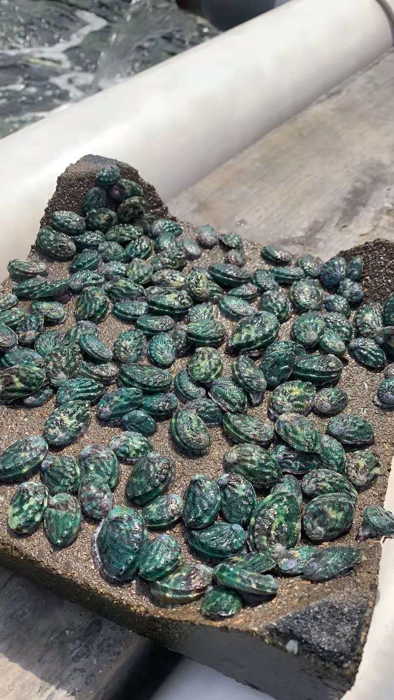 全国首创广东惠来鲍鱼苗历险记