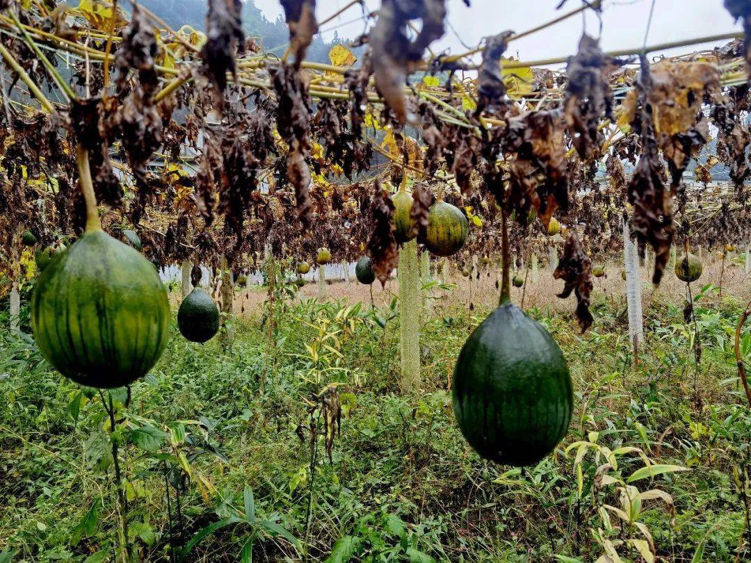 我们的瓜蒌是今年三月份种下去的,这个时候正在收瓜了,今年瓜米产值