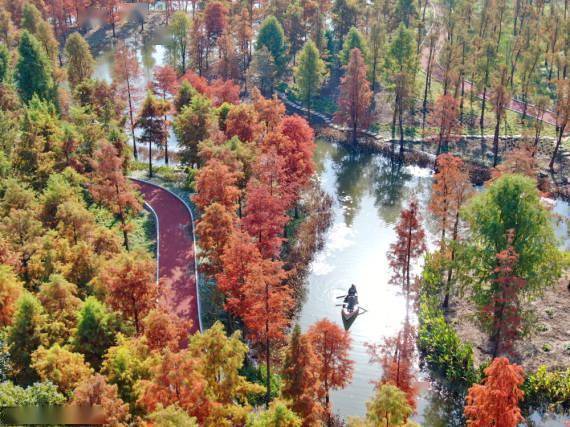 通州|江苏南通：池杉林现五彩风景