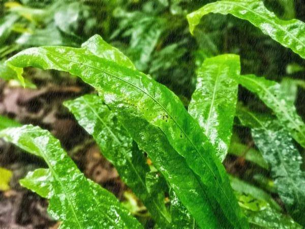 云雾|山在观山色，雨来听雨声