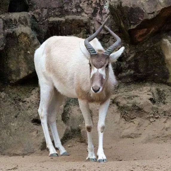 第一位﹃牛宝﹄出生热烈欢迎奶呼呼的样子吸引了不少游客围观它就是刚