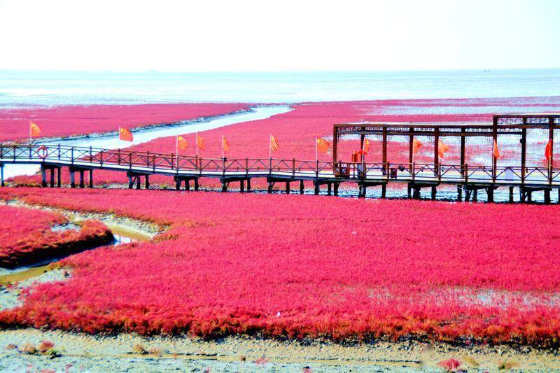 风景|去一个叫：辽宁盘锦的地方