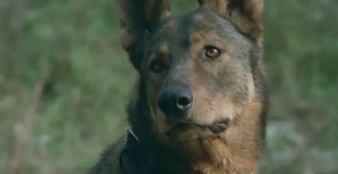 鹦鹉|圈内到底还有没有底线?