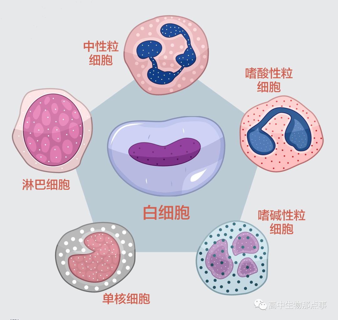 单核细胞结构图图片