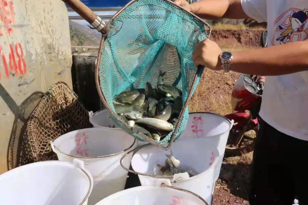 小小鱼儿保生态!巍山三万多尾鱼苗被人工放流进黑惠江中
