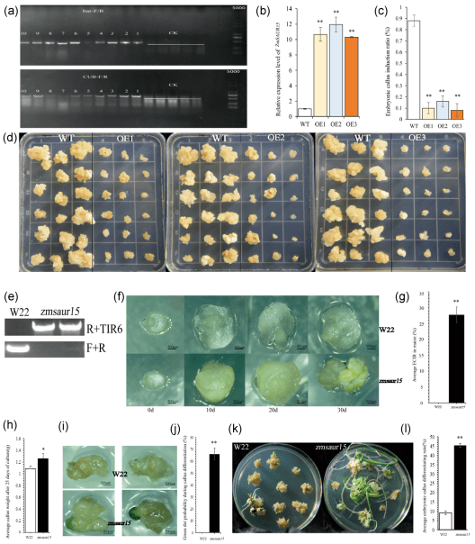 四川农业大学沈亚欧团队解析玉米胚性愈伤组织诱导的分子机理