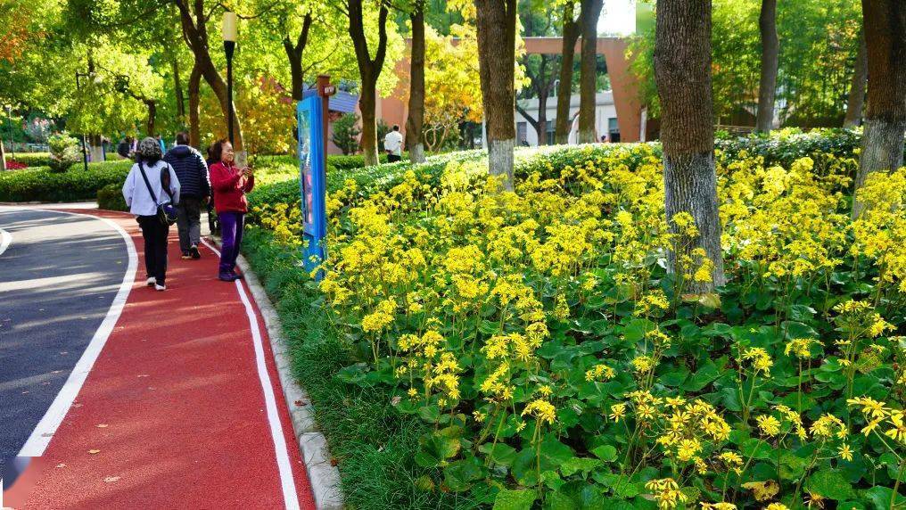 这种名叫"大吴风草"的花,一开开一大片儿,超可爱!