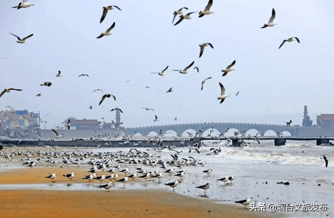 海鸥|“小精灵”又回来啦！快到蓬莱海边来一场“鸥遇”吧~