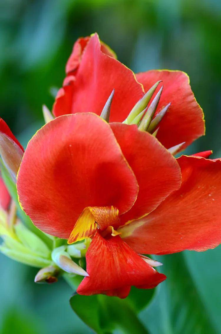 世界上最美的十种花欣赏 在你心中是哪一种呢