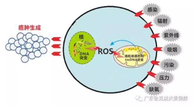 自由基是怎样破坏人体的 bd845c7dabde4931891dbeb03b6fbb1b.jpeg