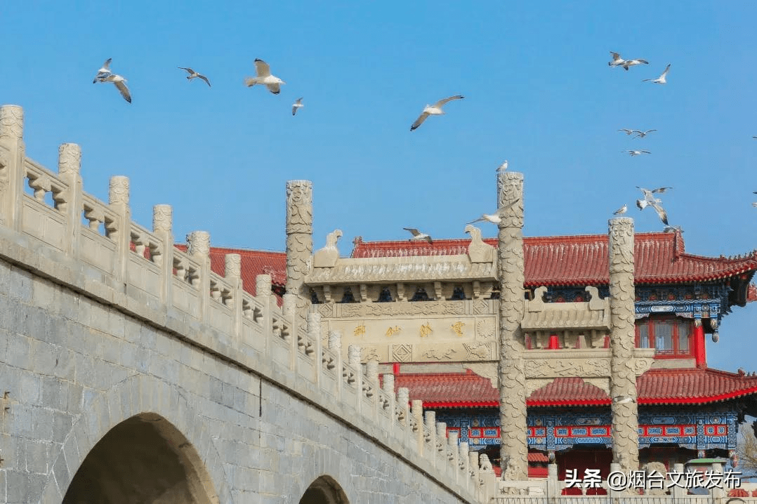 海鸥|“小精灵”又回来啦！快到蓬莱海边来一场“鸥遇”吧~