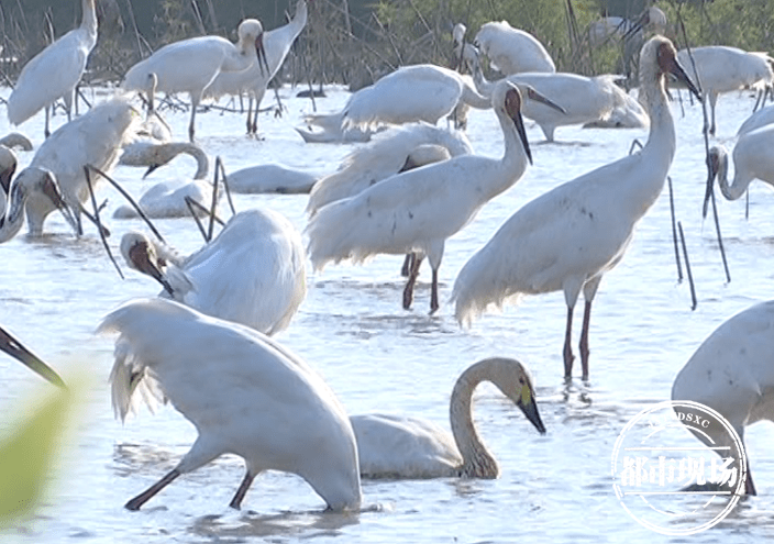 超63万只！鄱阳湖越冬候鸟集结，白鹤达到3500余只