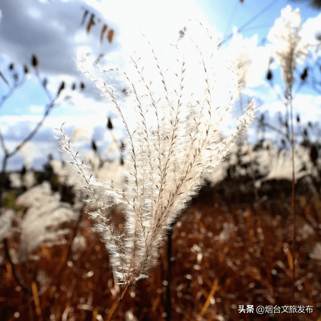 冬雨|蓬莱阁，叶，叶，叶，叶，yeah！