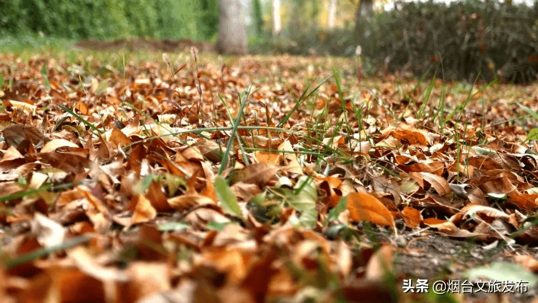 冬雨|蓬莱阁，叶，叶，叶，叶，yeah！