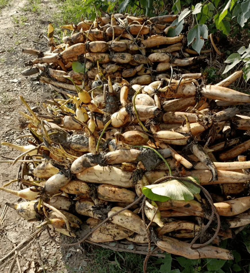 "藕老头"许泽民"藕遇"丰收