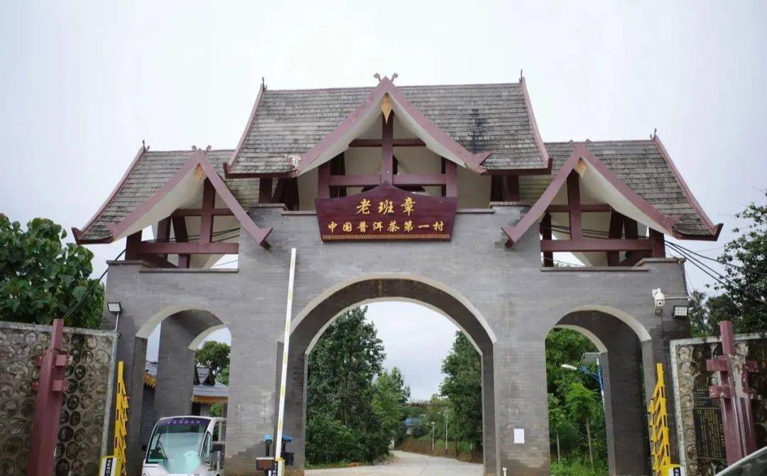 在老班章村,我们与一位村民聊天,聊到一位老板在他手上买了很多古树茶