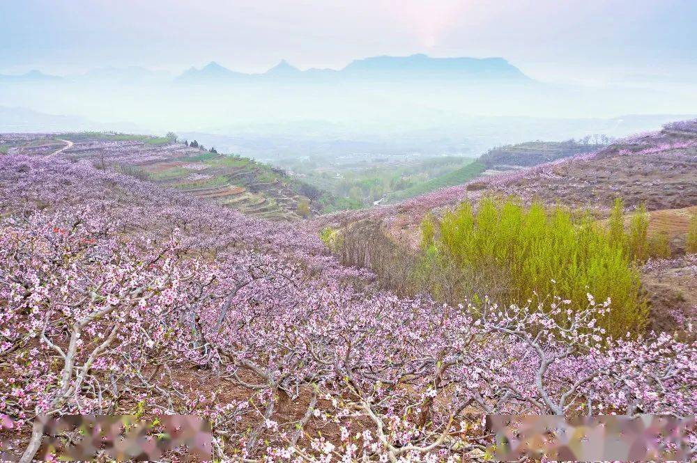 该区域已经连续成功举办九届山东沂水(泉庄)桃花节和采摘节.
