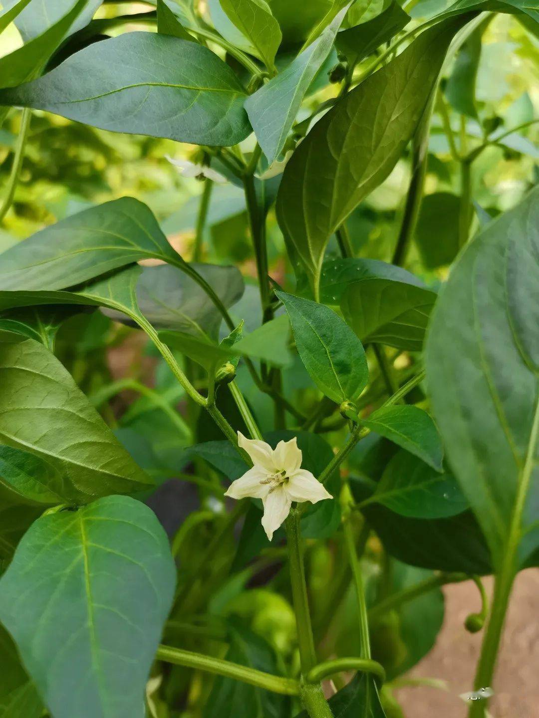 标准化管理,教您如何预防辣椒落花落果!