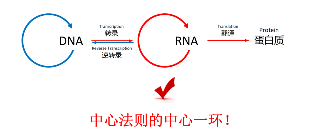 【行业|分享】mrna技术的"明星"之路