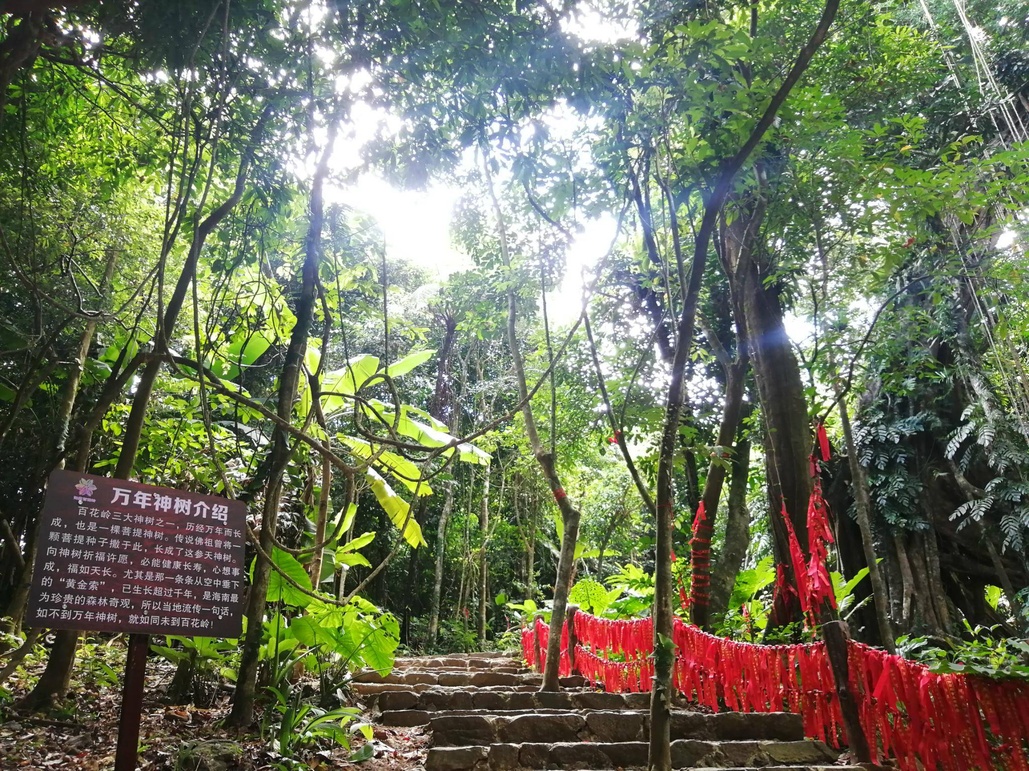 潞江坝百花岭风景区图片